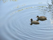 Vögel im Lerchenberger Teich
