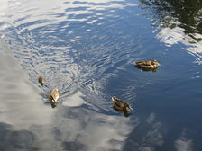 Enten auf dem Lerchenberger Teich