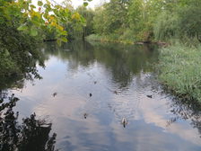 Flora und Fauna am Teich