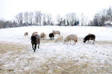 Schafe im Schnee in der Nähe der Römersteine