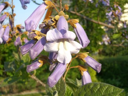 Blüte des Blauglockenbaums
