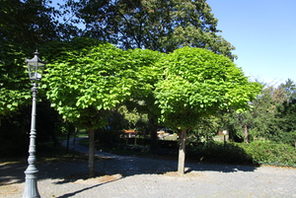 Kugel-Trompetenbaum © Grün- und Umweltamt