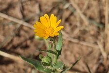 Bildergalerie Erhaltungsacker TH Bingen Ackerringelblume - Calendula arvensis