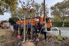 Bildergalerie Meenzer Stadtbäume Baumpflanzung des Baum des Jahres als Abschluss der Veranstaltungsreihe