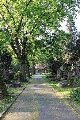 Alter Baumbestand auf dem Hauptfriedhof