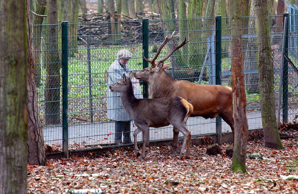 Wild im Zoo Mainz, Standort Gonsenheim