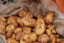 Nahaufnahme Kartoffeln