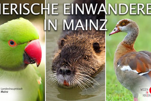 Titel Tierirsche Einwanderer © Landeshauptstadt Mainz