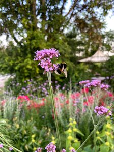 Der Garten ist ein Paradies für Insekten.