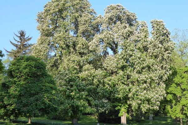 Naturdenkmäler im Stadtpark © Landeshauptstadt Mainz